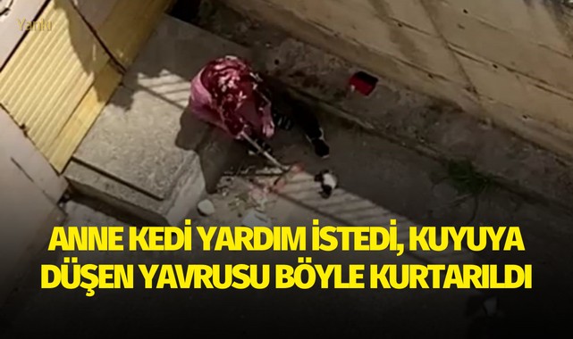 Anne kedi yardım istedi, kuyuya düşen yavrusu böyle kurtarıldı
