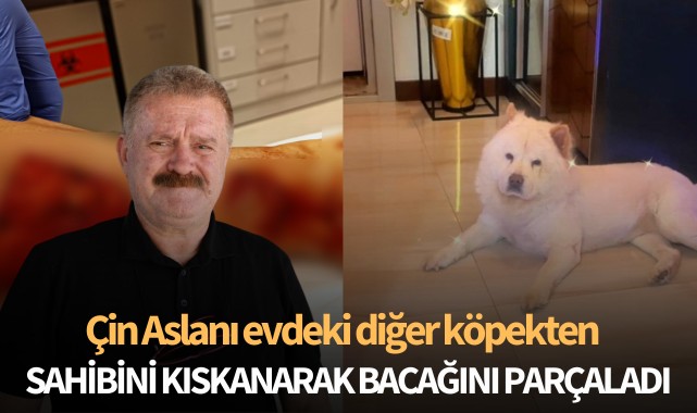 Çin Aslanı evdeki diğer köpekten sahibini kıskanarak bacağını parçaladı
