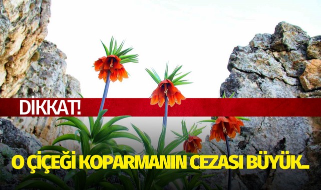 Dikkat! O çiçeği koparmanın cezası büyük..