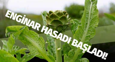 Enginar hasadı başladı!
