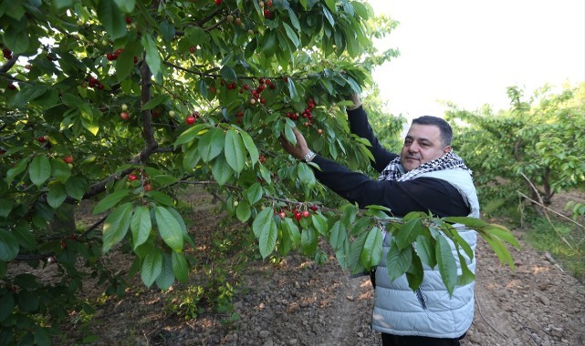 Erkenci kiraz üretim merkezi Manisa'da sezonun ilk hasadı yapıldı