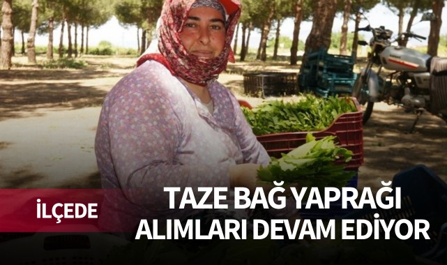 İlçede taze bağ yaprağı alımları devam ediyor