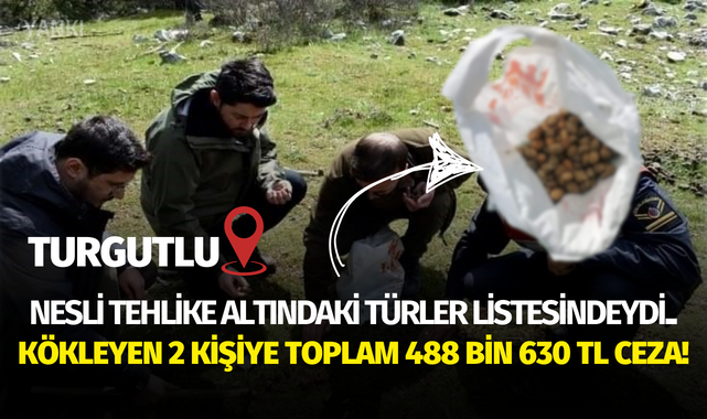 Nesli tehlike altındaki türler listesindeydi.. Kökleyen 2 kişiye toplam 488 bin 630 TL ceza!