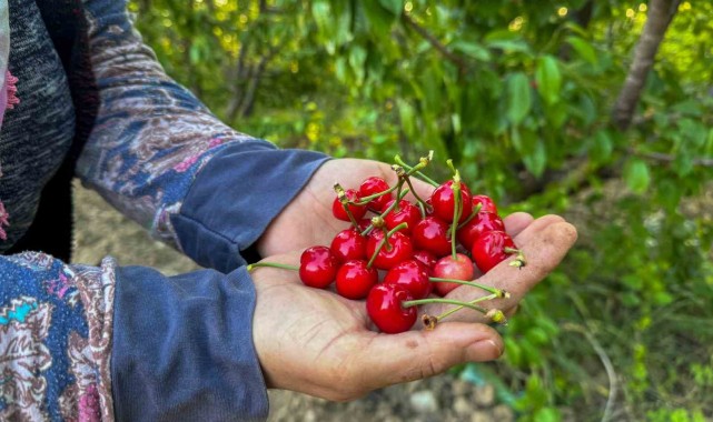 Kuzey yarımkürenin ilk kirazı hasat edildi