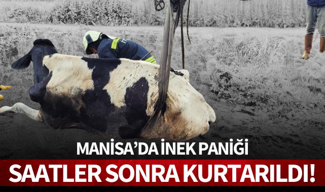 Manisa'da inek paniği: Saatler sonra kurtarıldı!