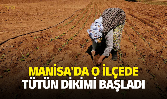 Manisa'da o ilçede tütün dikimi başladı