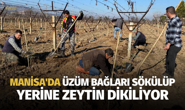Manisa'da üzüm bağları sökülüp yerine zeytin dikiliyor