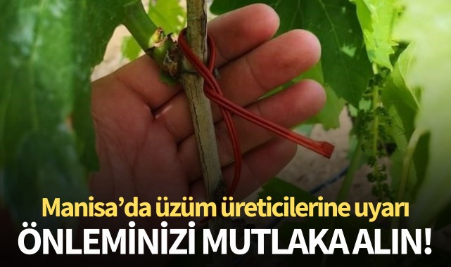 Manisa'da üzüm üreticilerine uyarı: Önleminizi alın!