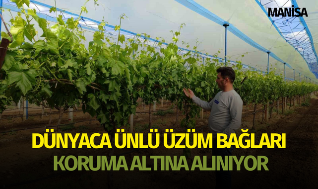 Manisa'nın dünyaca ünlü üzüm bağları koruma altına alınıyor!