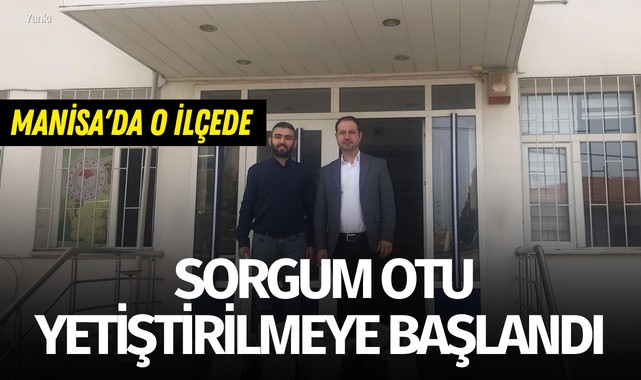 Manisa'da o ilçede sorgum otu yetiştirilmeye başlandı