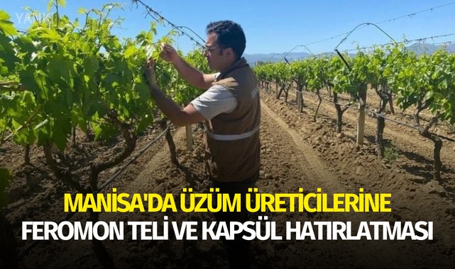 Manisa'da üzüm üreticilerine feromon teli ve kapsül hatırlatması
