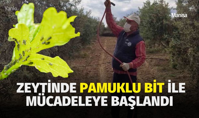 Manisa'da, zeytinde pamuklu bit ile mücadeleye başlandı
