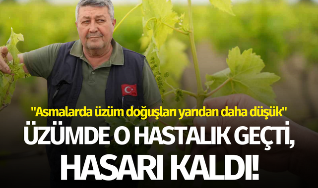 Üzümde o hastalık geçti, hasarı kaldı