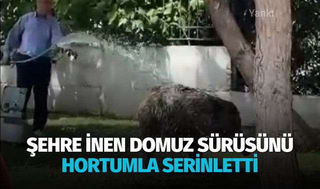 Şehre inen domuz sürüsünü hortumla serinletti