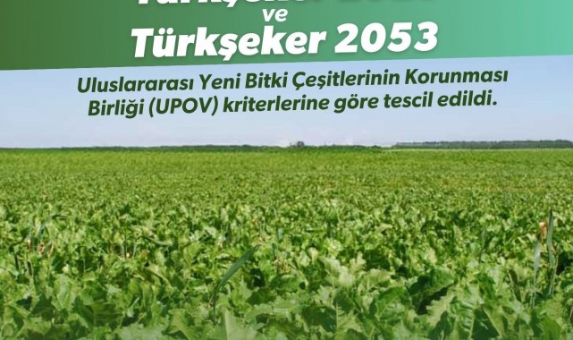 Yerli şeker pancarı tohumu tescil aldı