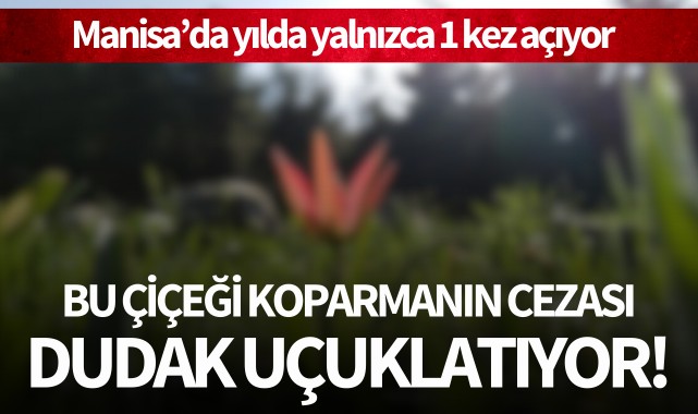 Yılda yalnızca bir kez açıyor: Koparmanın cezası ise dudak uçuklatıyor!