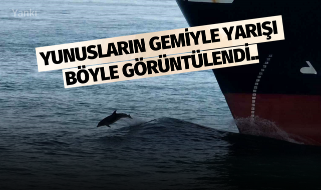 Yunusların gemiyle yarışı böyle görüntülendi..
