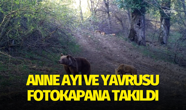 Anne ayı ve yavrusu fotokapana takıldı