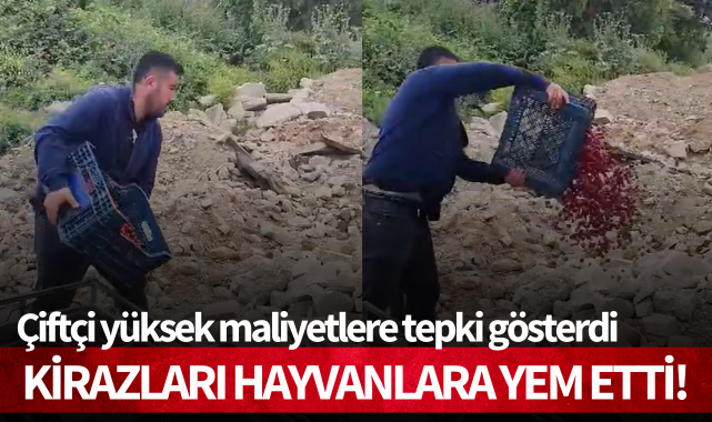 Çiftçi yüksek maliyetlere tepki gösterdi: Kirazları hayvanlara yem etti!