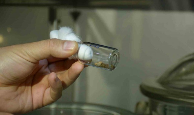 Keneden korunmak için günlük vücut kontrolü yapmalı