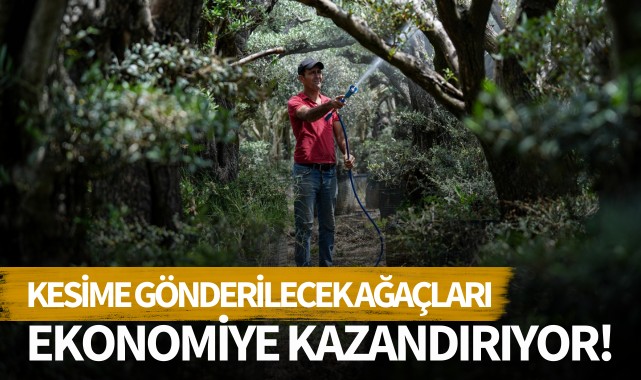 Kesime gönderilecek ağaçları ekonomiye kazandırıyor!