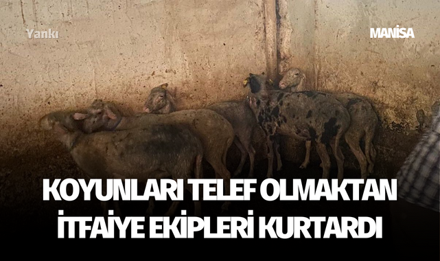 Koyunları telef olmaktan itfaiye ekipleri kurtardı