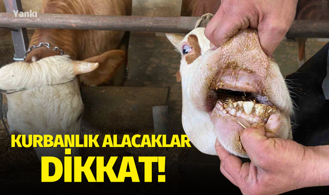 Kurbanlık alacaklar dikkat!