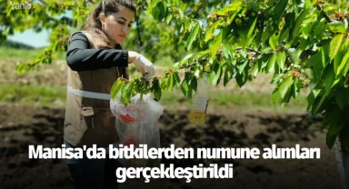 Manisa'da bitkilerden numune alımları gerçekleştirildi