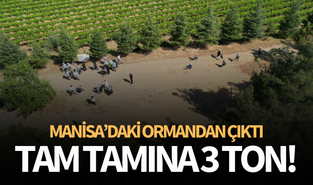 Manisa'daki ormandan çıktı: Tam tamına 3 ton!