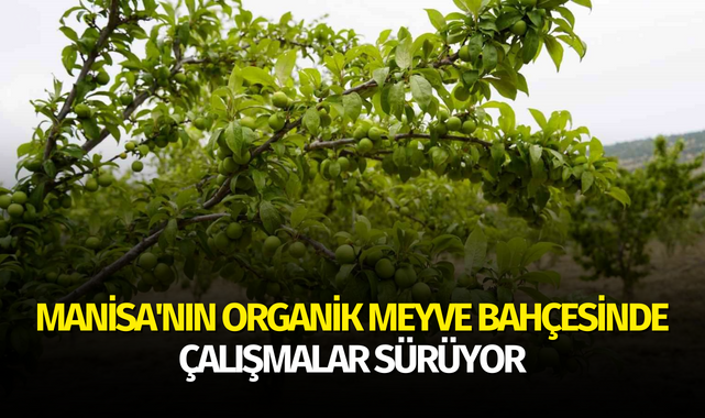 Manisa'nın organik meyve bahçesinde çalışmalar sürüyor