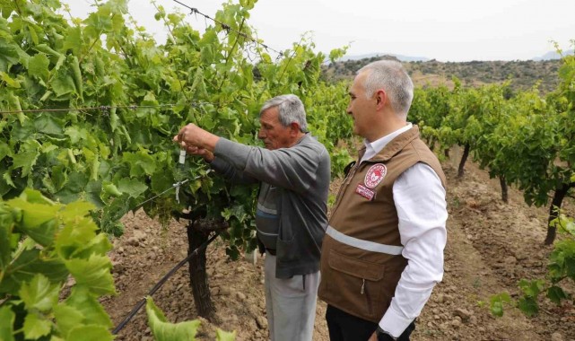 Manisa'da istilacı kokarcaya karşı 'Samuray Arıcığı' salımı yapıldı