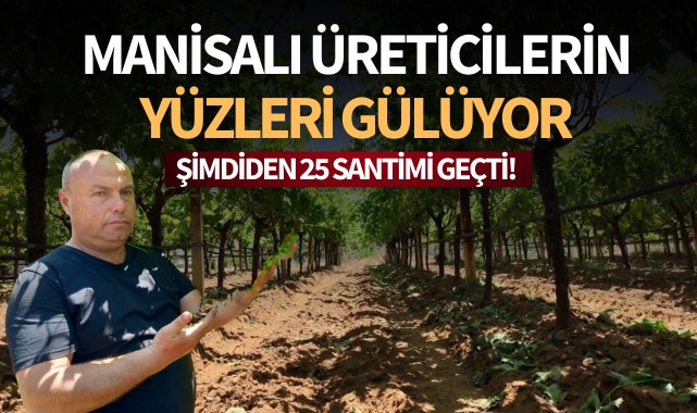 Manisalı üreticilerin yüzü gülüyor: Şimdiden 25 santimi geçti!