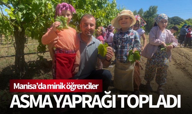 Minik öğrenciler asma yaprağı topladı