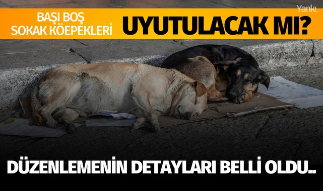 Sokak köpekleri uyutulacak mı? Düzenlemenin detayları bellli oldu..