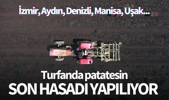 Turfanda patatesin son hasadı yapılıyor