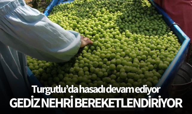 Turgutlu'da hasadı devam ediyor: Gediz Nehri bereketlendiriyor