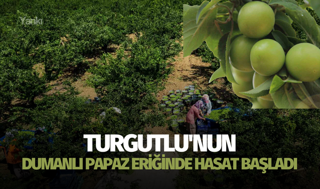 Turgutlu'nun Dumanlı Papaz Eriğinde hasat başladı