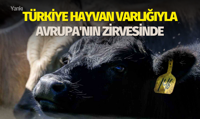 Türkiye hayvan varlığıyla Avrupa'nın zirvesinde