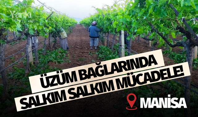 Üzüm bağlarında salkım salkım mücadele!