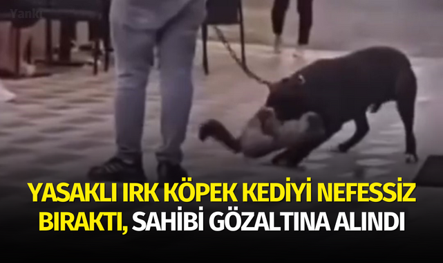 Yasaklı ırk köpek kediyi nefessiz bıraktı, sahibi gözaltına alındı