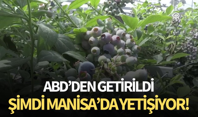 ABD'den getirildi: Şimdi Manisa'da yetişiyor!