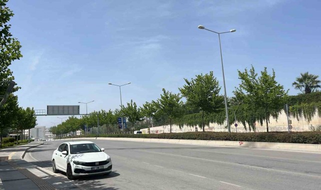 Ağaçlar taşınarak koruma altına alınacak