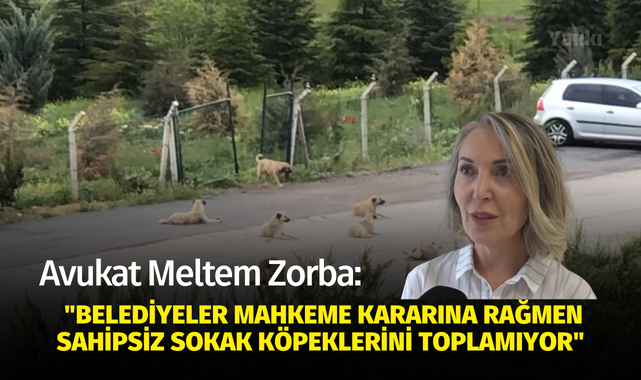 Avukat Meltem Zorba: "Belediyeler mahkeme kararına rağmen sahipsiz sokak köpeklerini toplamıyor"