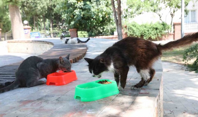 Bayraklı'da can dostlar için 'bir kap su' çağrısı