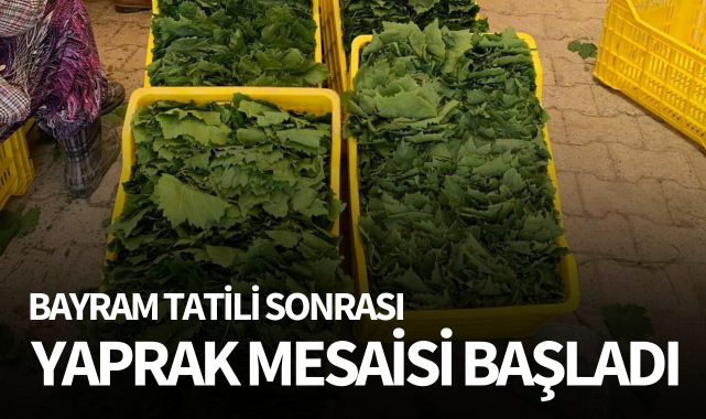 Bayram tatili sonrası yaprak mesaisi başladı