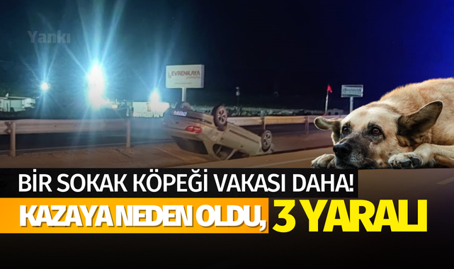 Bir sokak köpeği vakası daha! Kazaya neden oldu, 3 yaralı..