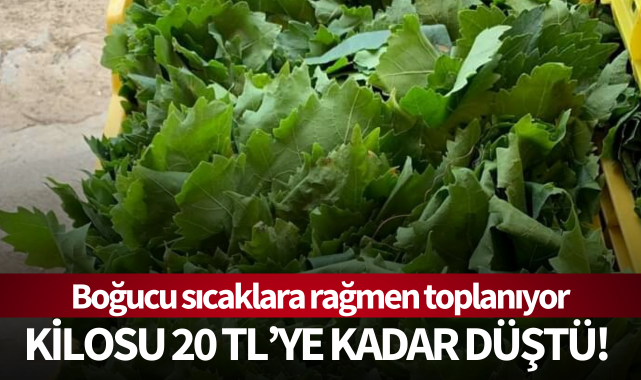 Boğucu sıcağa rağmen toplanıyor: Kilosu 20 TL'ye kadar düştü