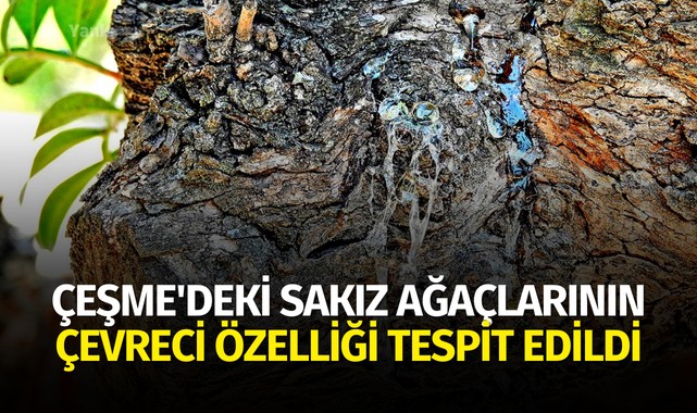 Çeşme'deki sakız ağaçlarının çevreci özelliği tespit edildi