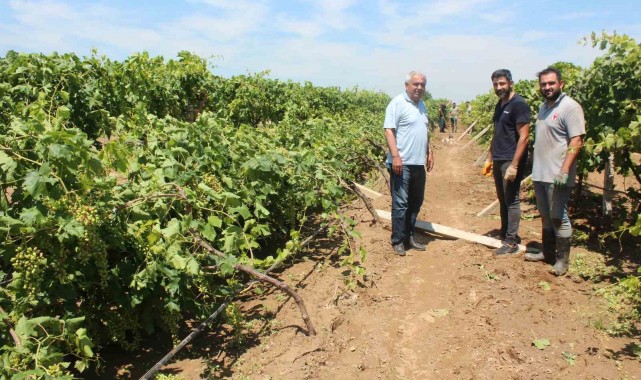 Dolu yağışının ardından üzüm bağlarında hasar tespiti başladı