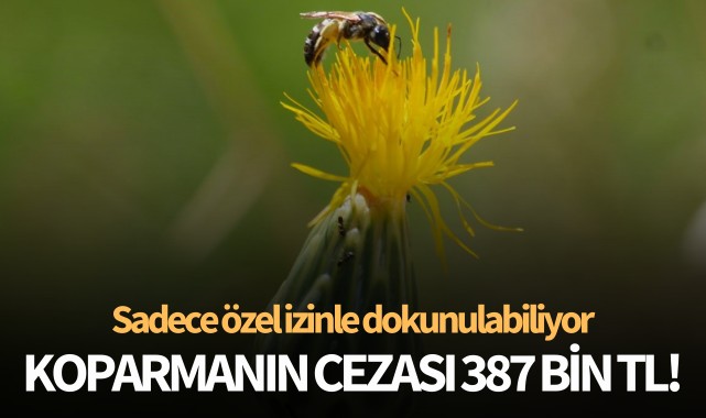 Dünya'da sadece Ege'de yetişiyor: Koparmanın cezası 387 bin TL!